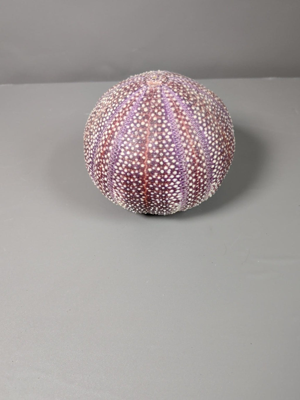 Natural purple sea urchin shell