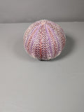 Natural purple sea urchin shell