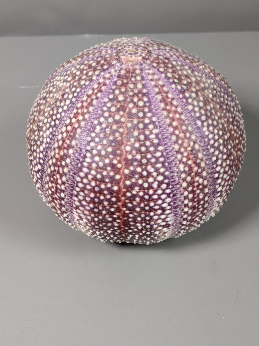 Purple sea urchin shell close-up